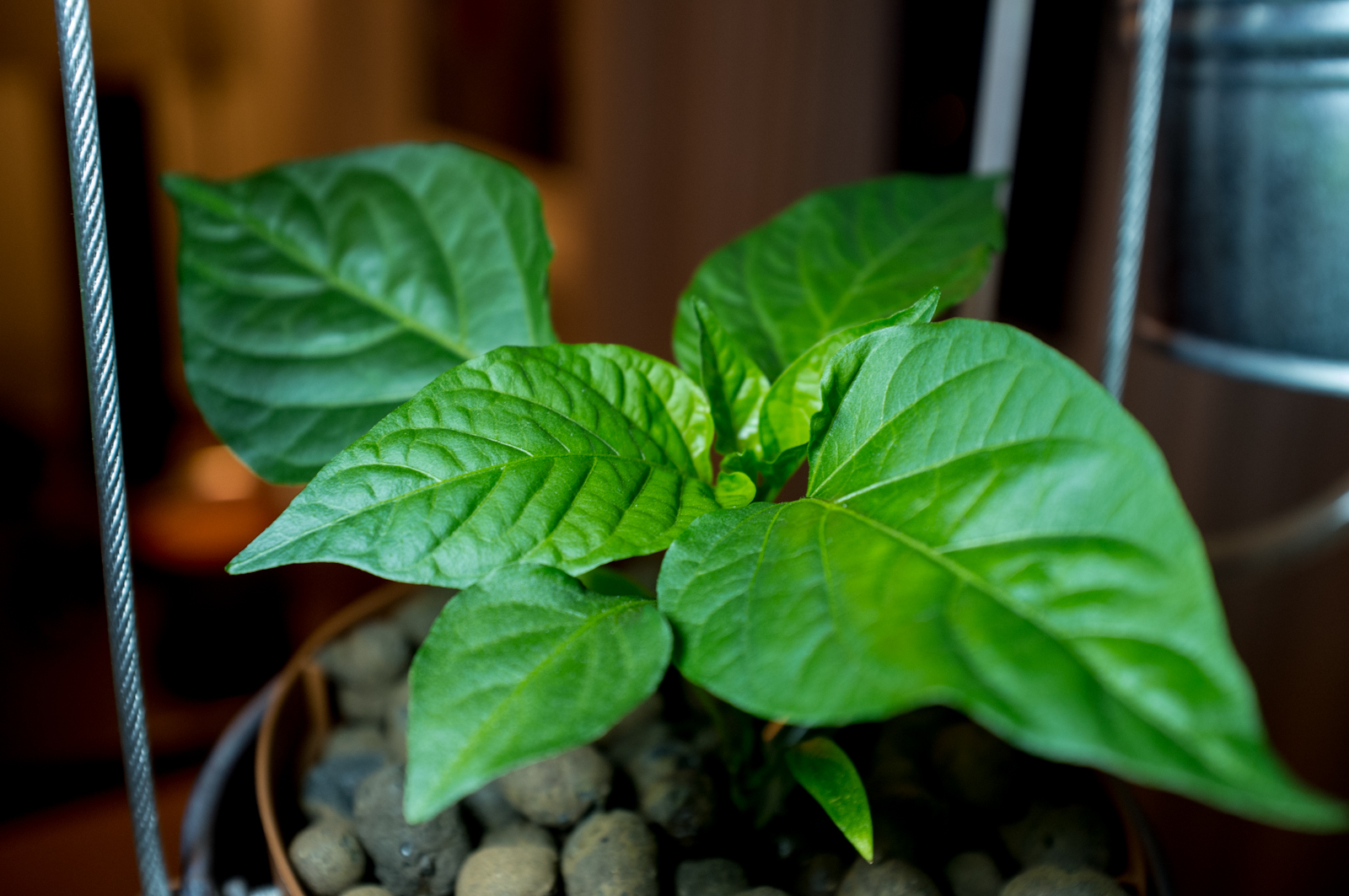 Plant