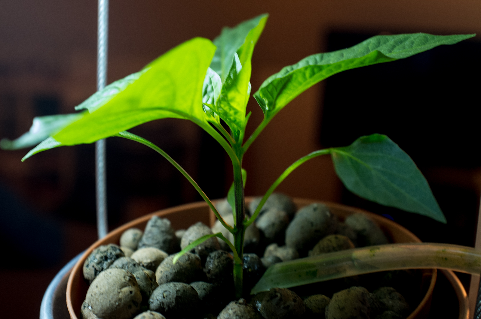Plant (pepper)