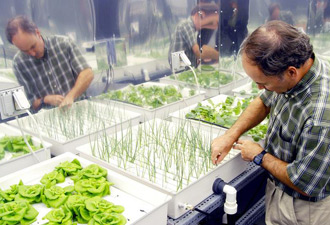NASA researcher checking hydroponic onions with Bibb lettuce to his left and radishes to the right. [Wikipedia]